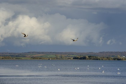 France, Meuse, Lorraine Regional Park, Cotes de Meuse, Heudicourt-sous-les-Cotes, flight of ducks over Lake Madine