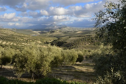 Espagne, Andalousie, province de Jaén, champs d'oliviers au sud de Martos entre Baena et Alcaudete, la Sierra Magina en arrière plan