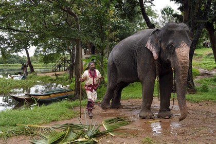Sri Lanka, province centrale, district de Matale, Sigiriya, éléphant avec son cornac