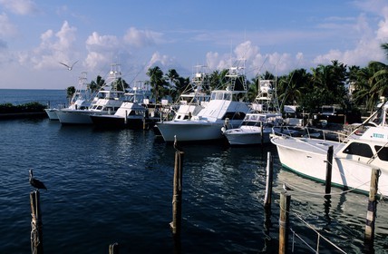 Etats-Unis, Floride, les Keys, Islamorada, Whale Harbour Marina