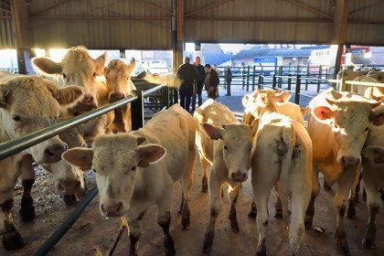 France, Seine Maritime, Forges les eaux, livestock market (mainly cows), negotiations between buyers and sellers are by mutual agreement