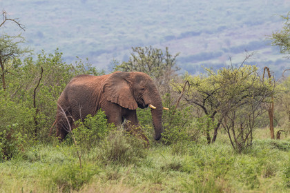 Rwanda, Parc national de l'Akagera, Eléphant de savane (Loxodonta africana)