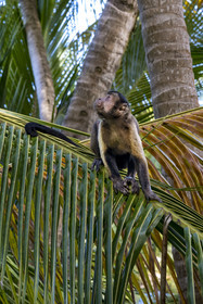 France, French Guiana, Kourou, Salvation Islands (Iles du Salut), Royal Island, brown capuchin monkey (Sapajus apella) or black tufted capuchin