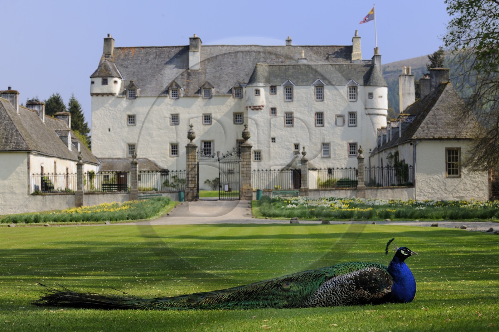 Royaume-Uni, Ecosse, région des Borders, vallée de la Tweed, château de Traquair House, un paon