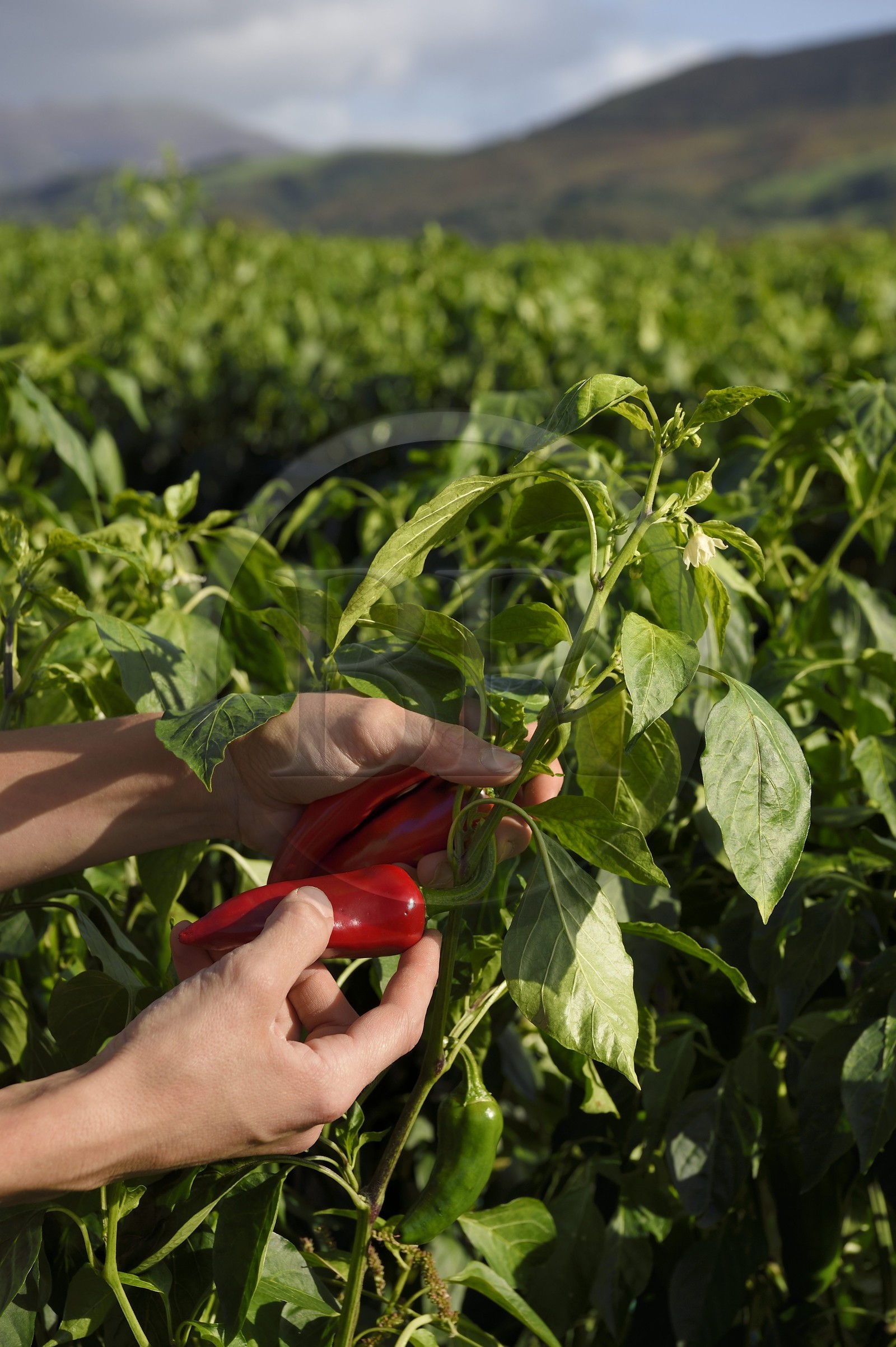 France, Pyrénées-Atlantiques (64), Pays-Basque, Espelette, champ de piments d'Espelette, le piment vert devient rouge à maturation
