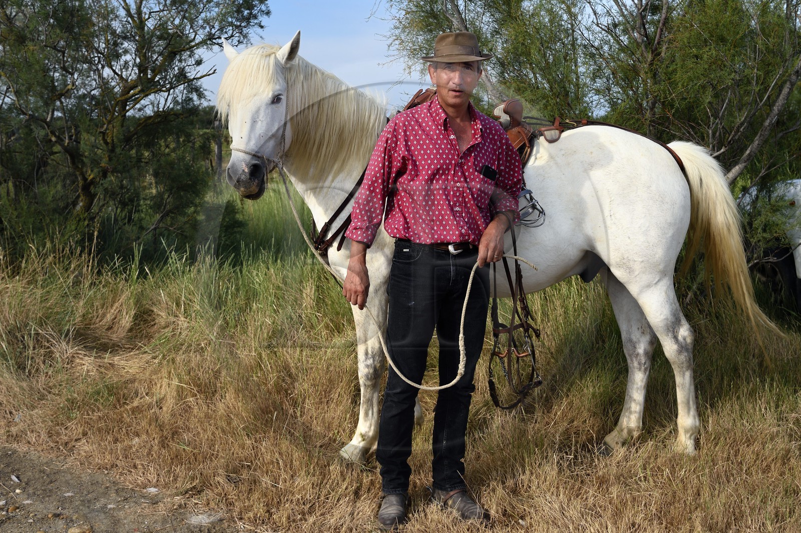 France, Bouches-du-Rhône (13), Parc naturel régional de Camargue, manade Jacques Mailhan, le gardian Christophe Prezet et son cheval camarguais France, Bouches-du-Rhône (13), Parc naturel régional de Camargue, manade Jacques Mailhan, le gardian Christophe Prezet et son cheval camarguais