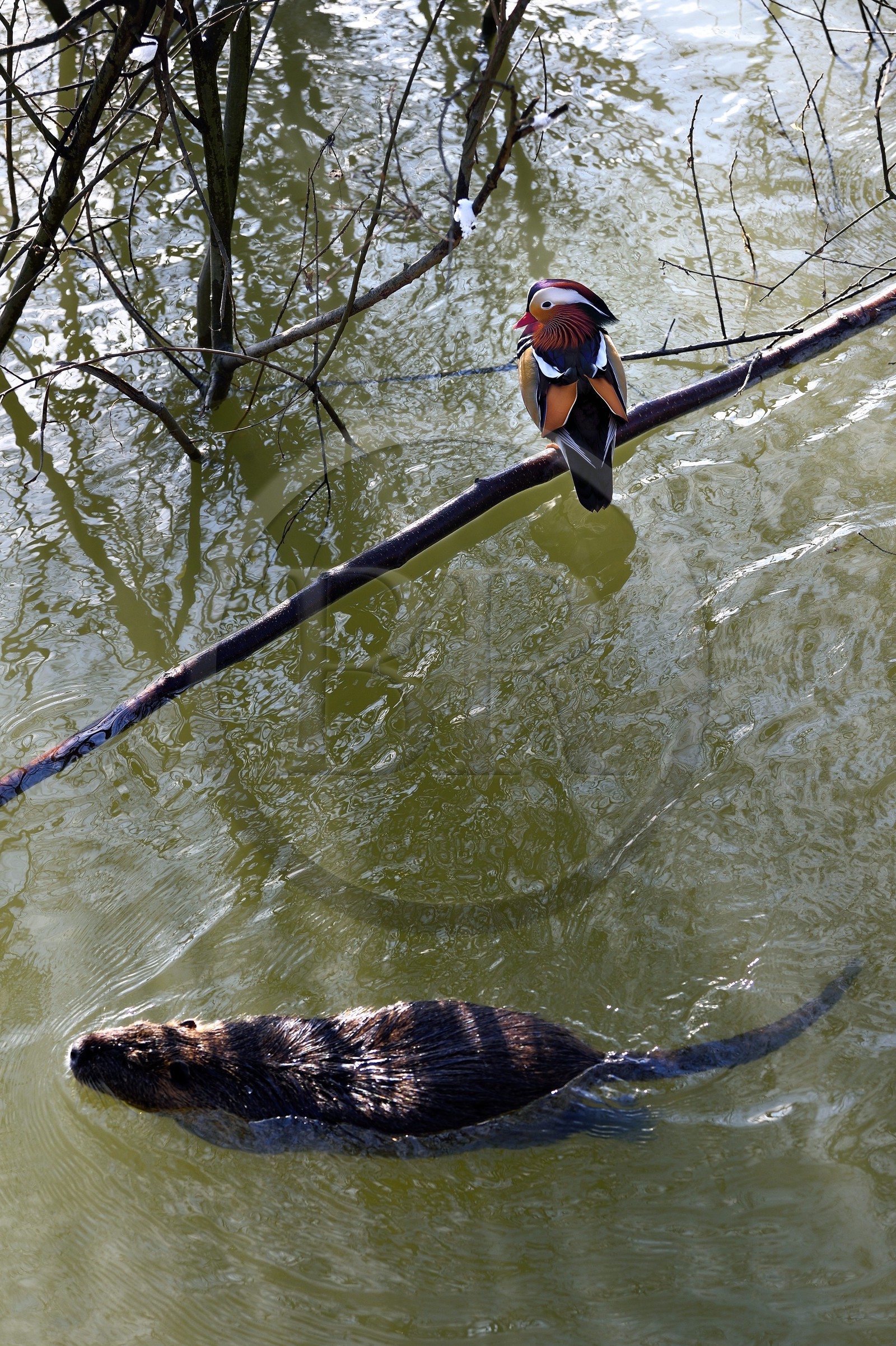 France, Val-de-Marne (94), les bords de Marne, Bry-sur-Marne, canard mandarin mâle (Aix galericulata) et Ragondin (Myocastor coypus) en premier plan