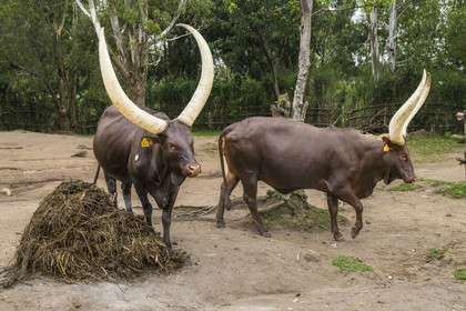 Rwanda, Province du Sud, Nyanza, musée du Palais royal Rukari, vaches royales à longues cornes appellée Inyambo ou watusi