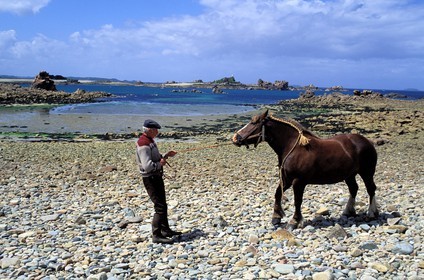 France, Côtes-d'Armor (22), île de Saint Gildas, cheval sur la plage de galet