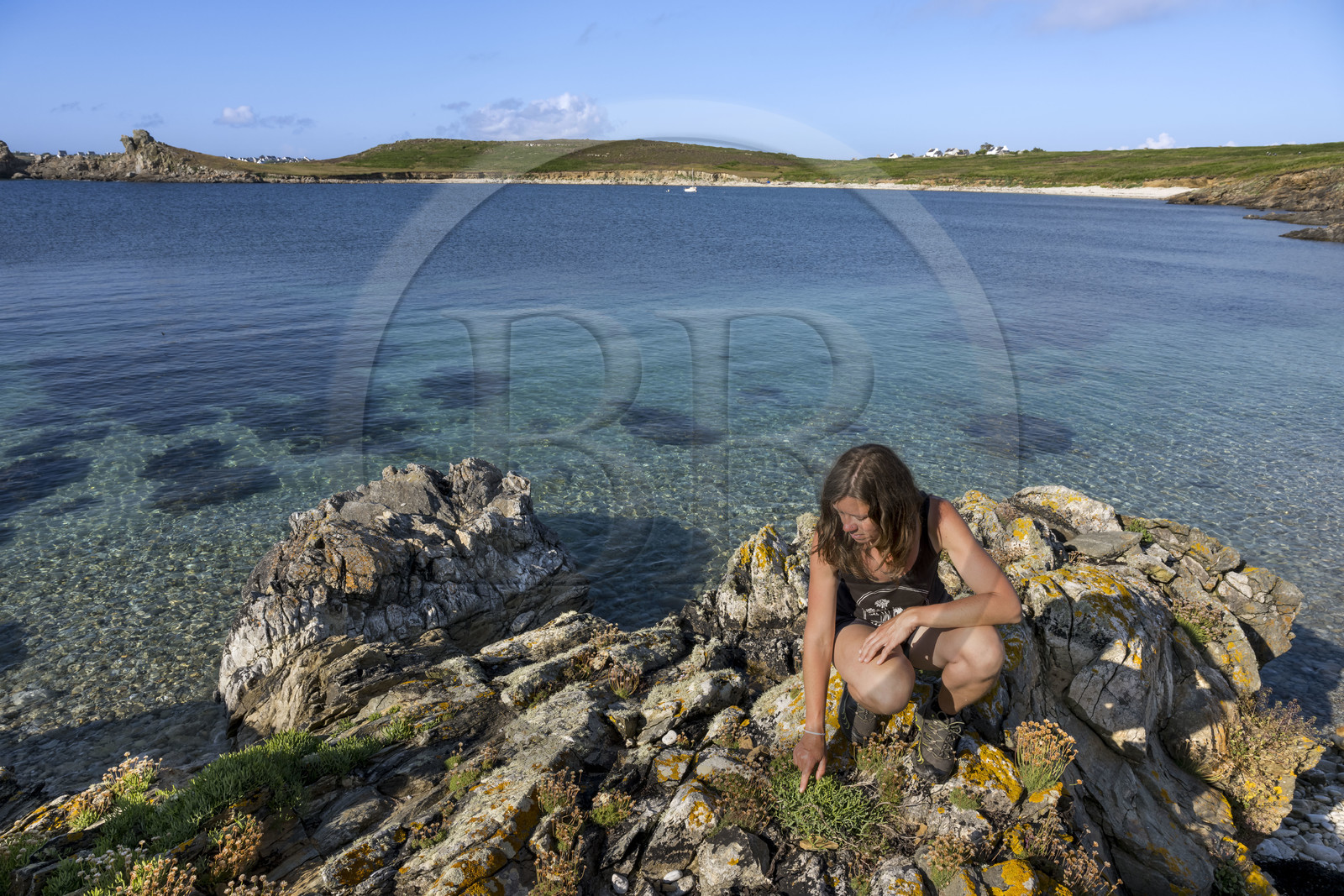 France, Finistère (29), Mer d'Iroise, Ile d'Ouessant, Baie de Lampaul, Porz Goret, Gwenaëlle Héré-Mazé de Melus Moudez qui relie herboristerie et cuisine sauvage
