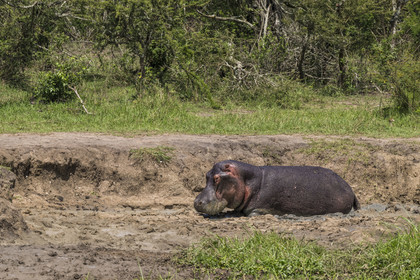 Rwanda, Parc national de l'Akagera, lac Hago, Hippopotame (Hippopotamus amphibius) dans la boue