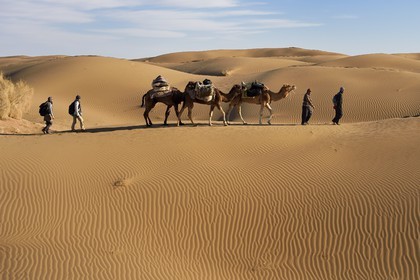 Iran, Isfahan province, Dasht-e Kavir desert, Mesr in Khur and Biabanak County, camel train in the dunes of the place called Kuh-e Sefid in a camel trek