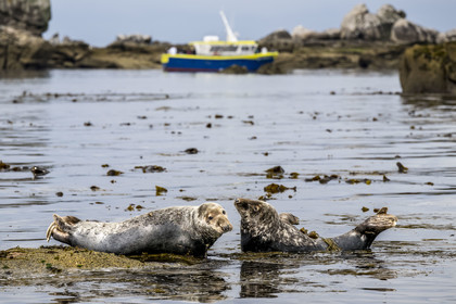 France, Finistère, Penmarch, Étocs archipelago, gray seal (halichoerus grypus)