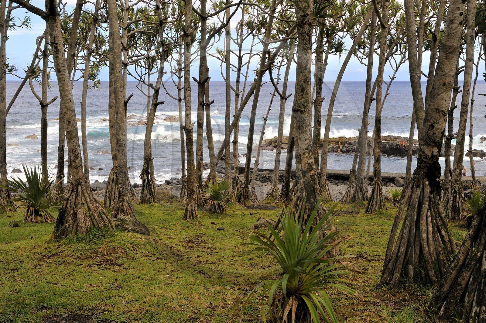 France, île de la Réunion, lieu dit Puit des Anglais vers Saint-Philippe, forêt de vacoas