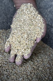 Philippines, province d'Ifugao, région de Banaue, village de Cambulo, riz paddy non décortiqué avec sa balle