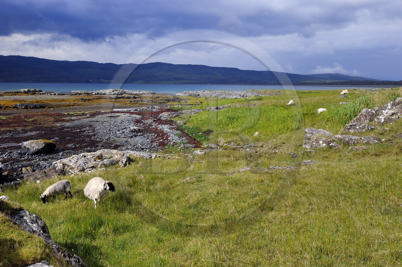 Royaume-Uni, Ecosse, Highland, Hébrides intérieures, Ile de Mull, moutons et béliers en bordure du Loch na Keal
