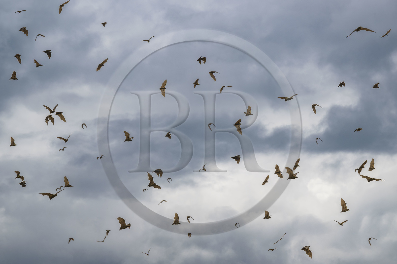 Rwanda, Province de l’Ouest, Karongi (anciennement nommée Kibuye), lac Kivu, Ile Napoléon ou Tembabagoyi, Roussette paillée africaine ou Roussette des palmiers africaine ou Roussette jaune (Eidolon helvum)