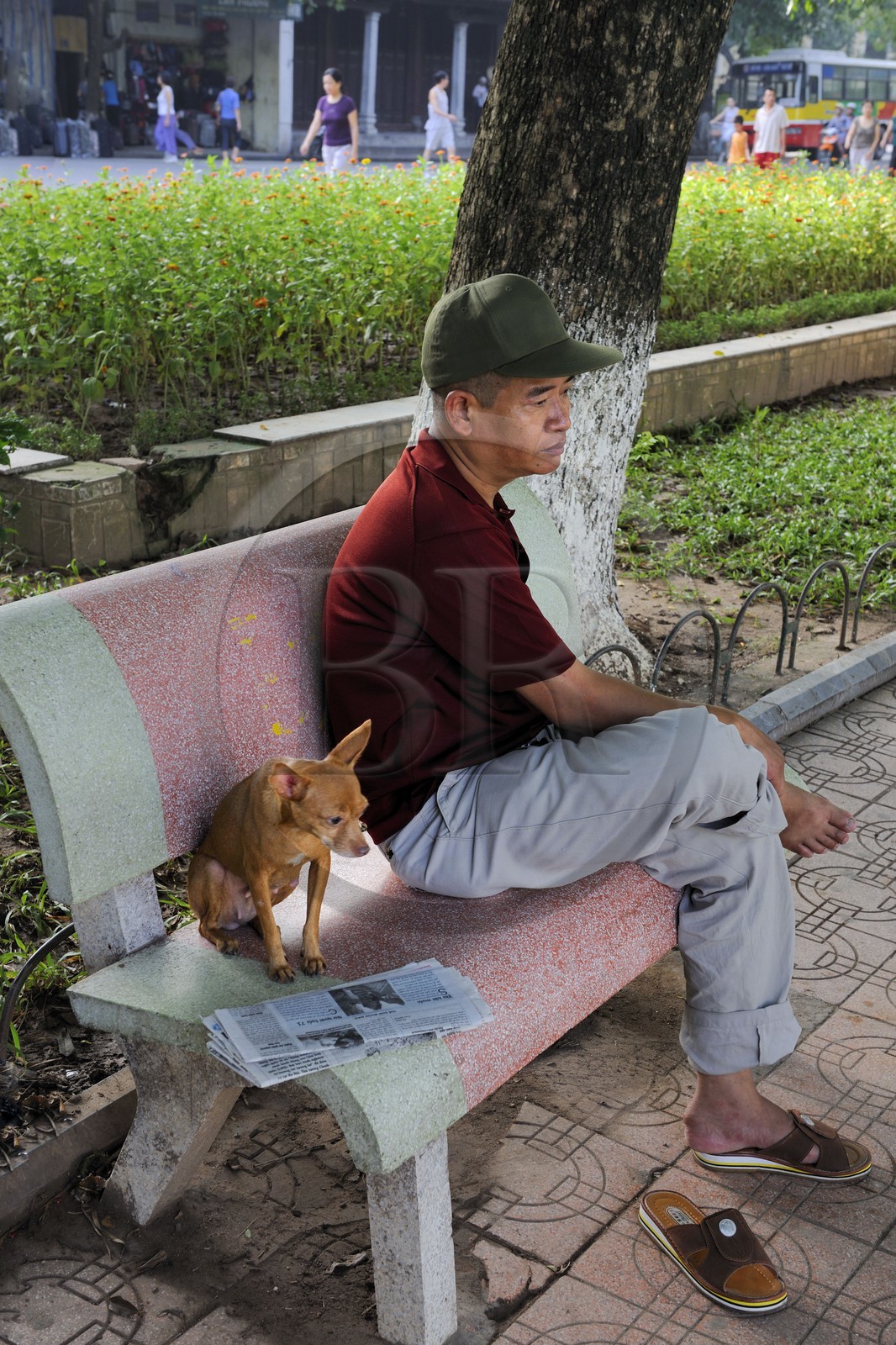 Vietnam, Hanoï, vieille ville, lac Hoan Kiem appelé le petit lac ou lac de l'épée restituée, l'homme et son chien