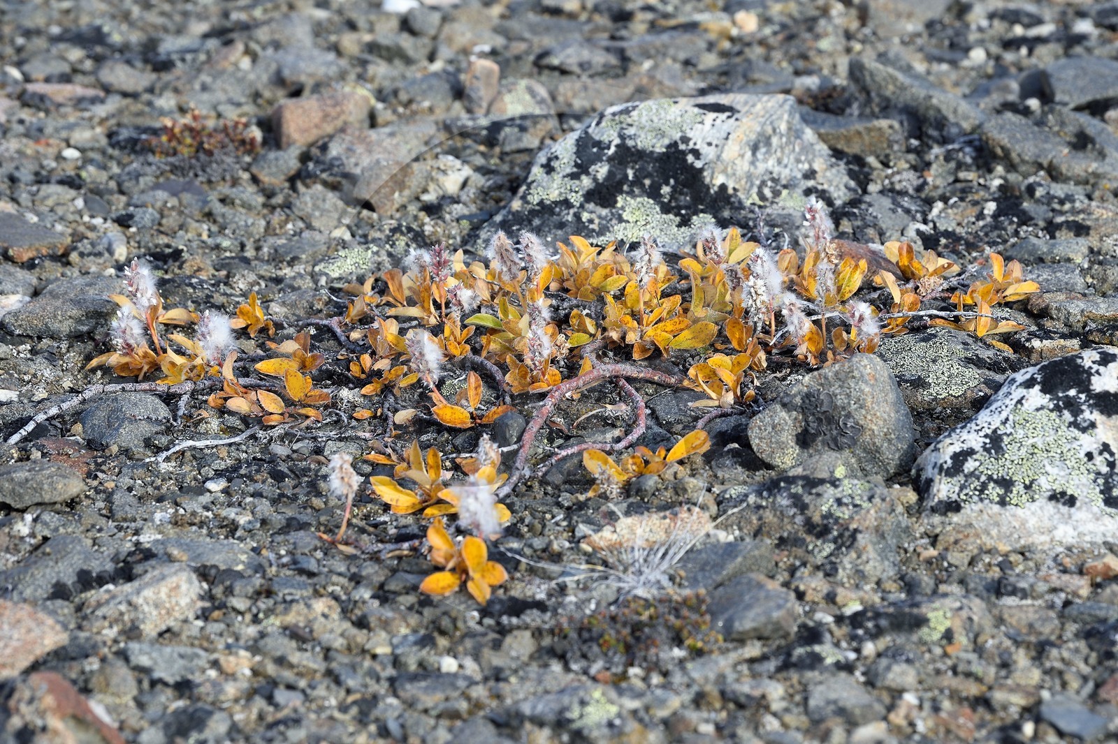 Groenland, cote ouest, Baie de North Star, Dundas (Thulé), fleur de la toundra