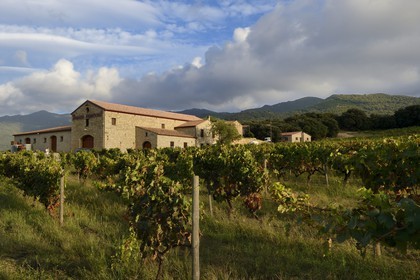 France, Corse du Sud, Sartene region, Fiumicicoli wine estate