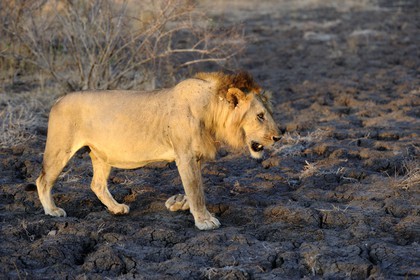 Tanzanie, Reserve de gibier de Selous une des plus grandes zones protégées au monde et inscrite sur la liste du patrimoine mondial de l’Unesco depuis 1982, lion (Panthera leo)