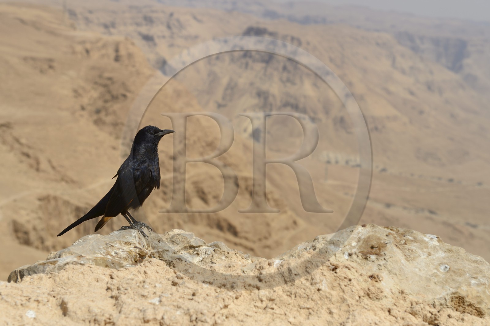 Israel, désert du Neguev, forteresse de Massada, classée Patrimoine Mondial de l'UNESCO, le Rufipenne de Tristram (Onychognathus tristramii) est un oiseau endémique d'Israël, la Jordanie, l'Egypte du nord (la péninsule du Sinaï), ouest de l'Arabie saoudite, le Yémen et l'Oman
