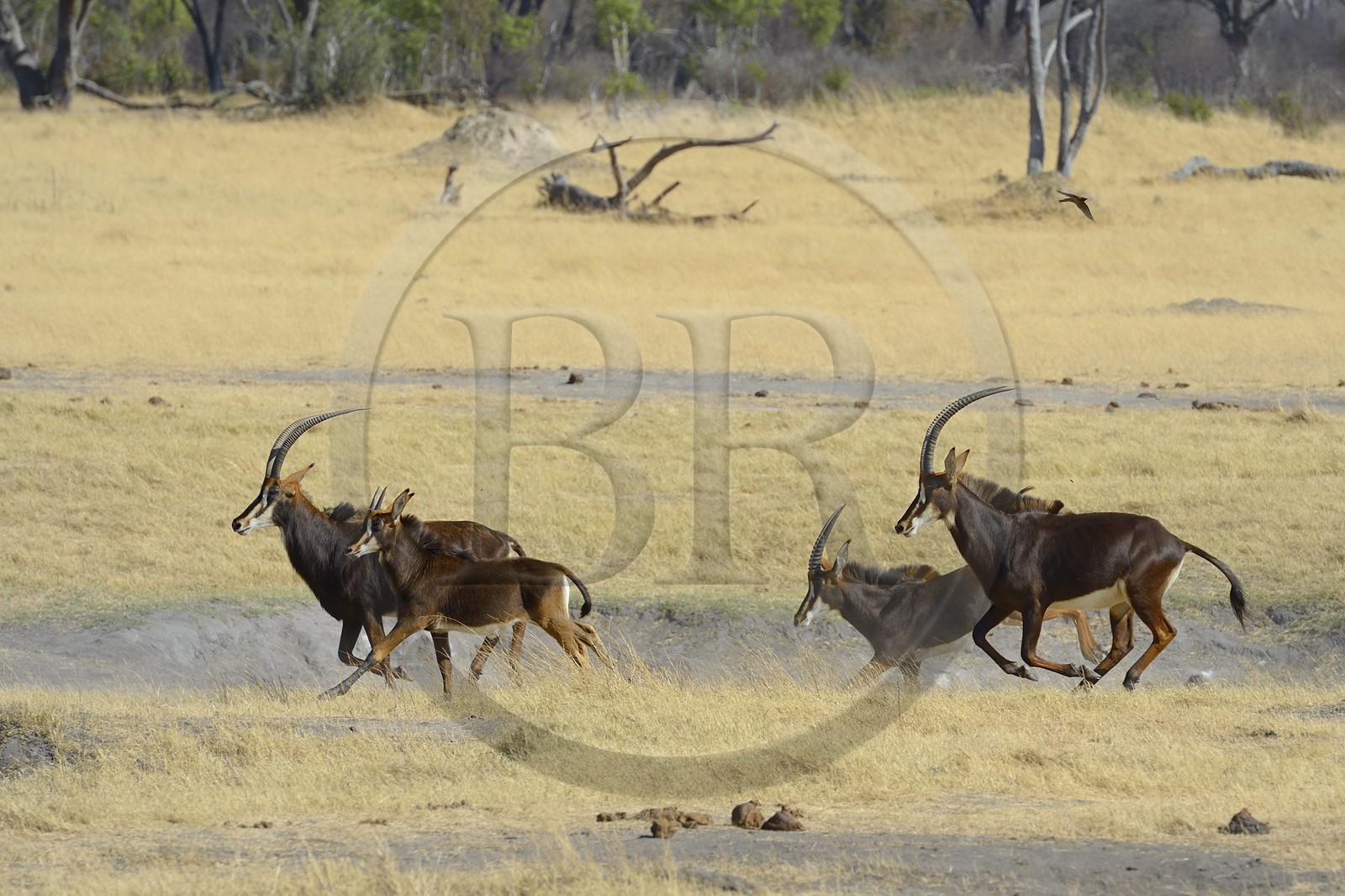 Zimbabwe, Matabeleland North Province, Hwange National Park, roan antelope (Hippotragus equinus)