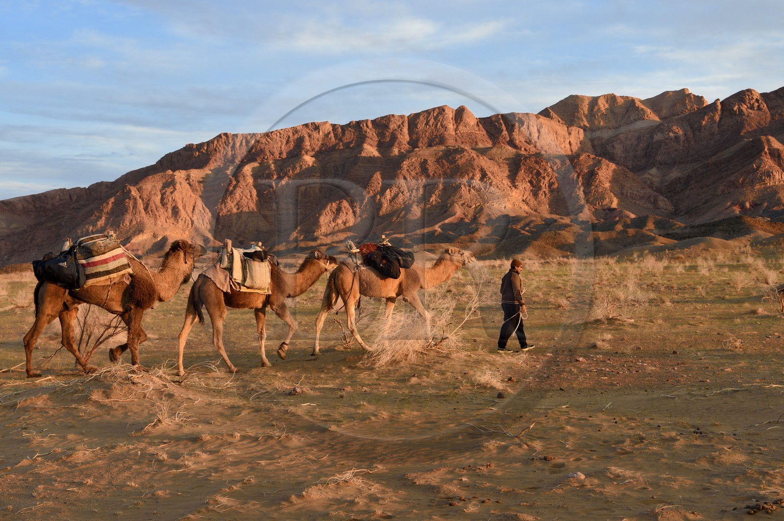 Iran, Province d'Ispahan, désert du Dasht-e Kavir, Mesr dans la région de Khur et Biabanak, caravane de dromadaires au pied de la chaine de montagne de Dareh bidan au coucher de soleil