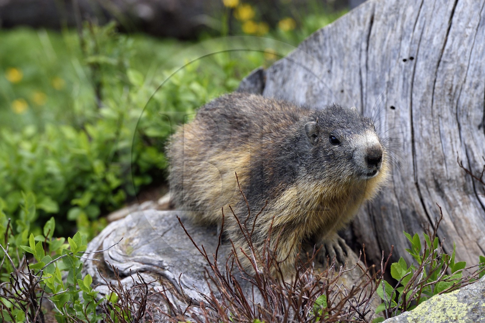 France, Alpes-Maritimes (06), parc national du Mercantour, vallée de la Valmasque, marmotte (Marmota)
