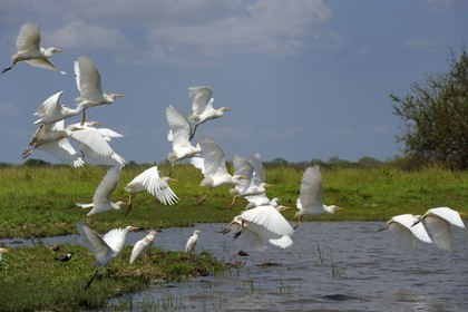 Tanzanie, Reserve de gibier de Selous une des plus grandes zones protégées au monde et inscrite sur la liste du patrimoine mondial de l’Unesco depuis 1982, envol de Hérons garde-bœufs (Bubulcus ibis)