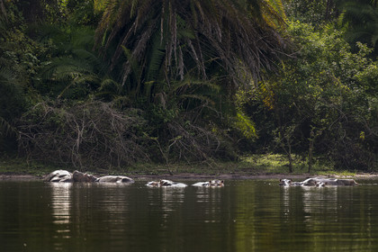 Rwanda, Parc national de l'Akagera, le lac Ihema, Hippopotames (Hippopotamus amphibius)