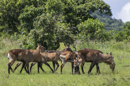 Rwanda, Parc national de l'Akagera, Cobe Defassa (Kobus ellipsiprymnus defassa) femelle