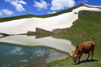 Georgia, Upper Svaneti (Zemo Svaneti), Mestia, cow by the Koruldi Lake on the foothills of Mount Ushba