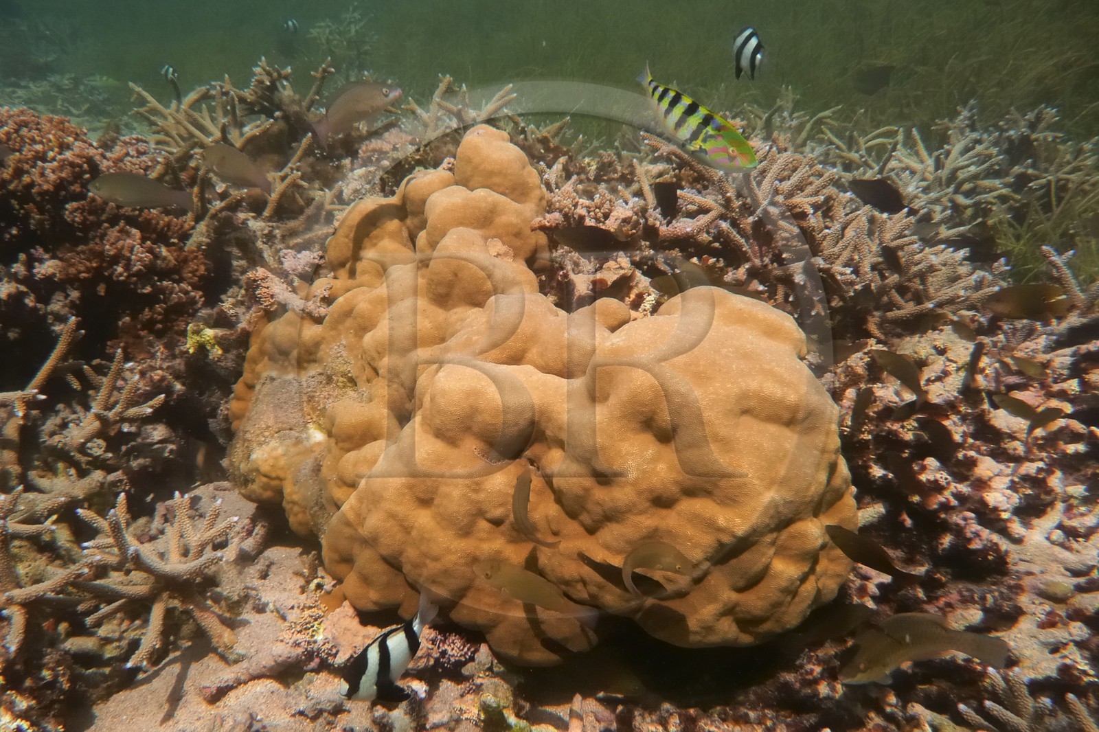France, île de la Réunion, le récif corallien du lagon de la plage de Saint-Gilles et de l'Ermitage (vue sous-marine)