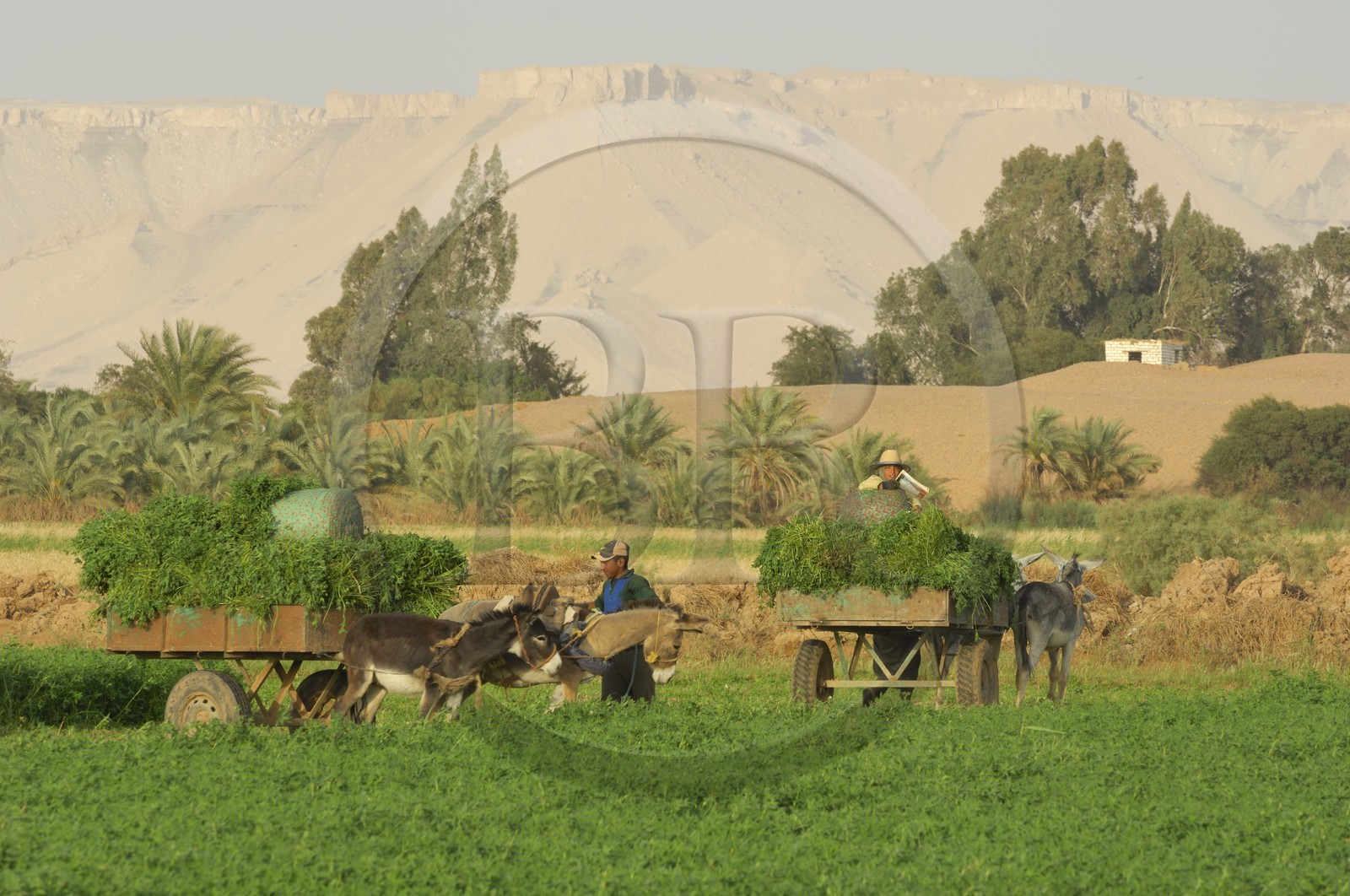 Egypte, désert libyque, oasis de Dakhla, travaux des champs