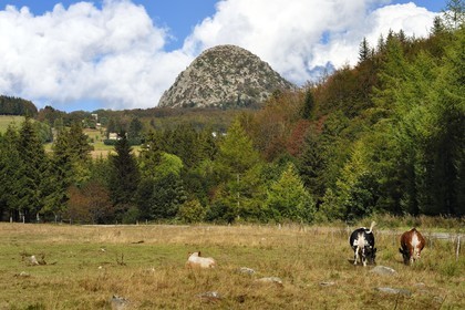 France, Ardeche, parc naturel regional des Monts d'Ardeche (Regional natural reserve of the Mounts of Ardeche), herd of cows in a field in front of the Mont Gerbier de Jonc (altitude of 1551m), source of the Loire river