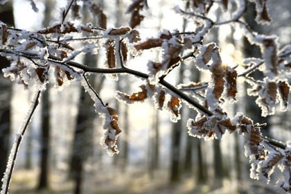 France, Bas Rhin, Saverne region, frosted trees
