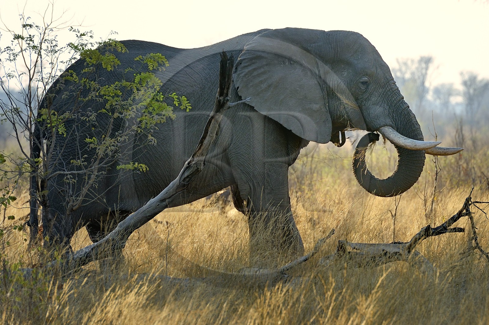 Zimbabwe, province de Matabeleland septentrional, parc national Hwange, éléphant sauvage d'Afrique (Loxodonta africana)