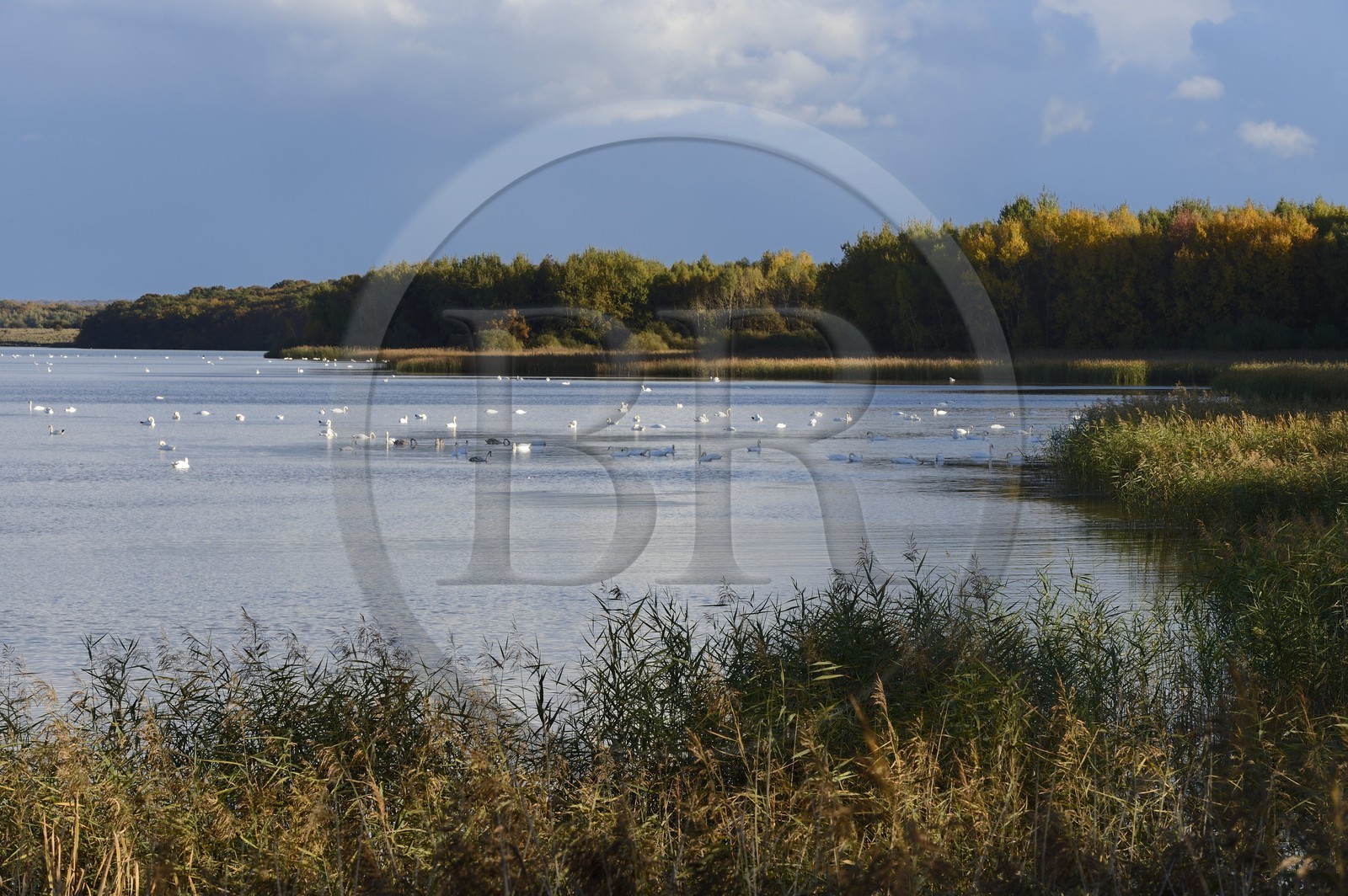 France, Meuse (55), Parc régional de Lorraine, Cotes de Meuse, Heudicourt-sous-les-Côtes, cygnes sur le lac de la Madine