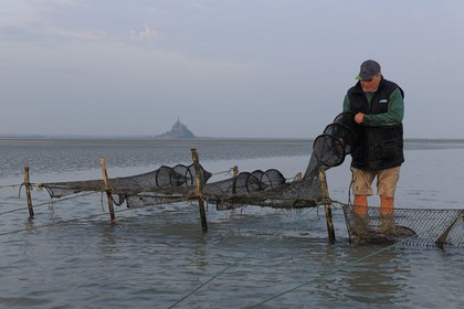 France, Manche, Bay of Mont Saint Michel, listed as World Heritage by UNESCO, Beach fisherman Guy Jugan lifting his nets full of Crangon crangon (grey shrimp) shrimps at dawn
