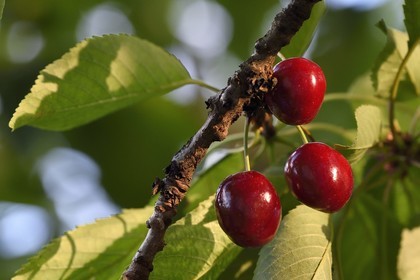 France, cherry tree (Prunus cerasus), cherries