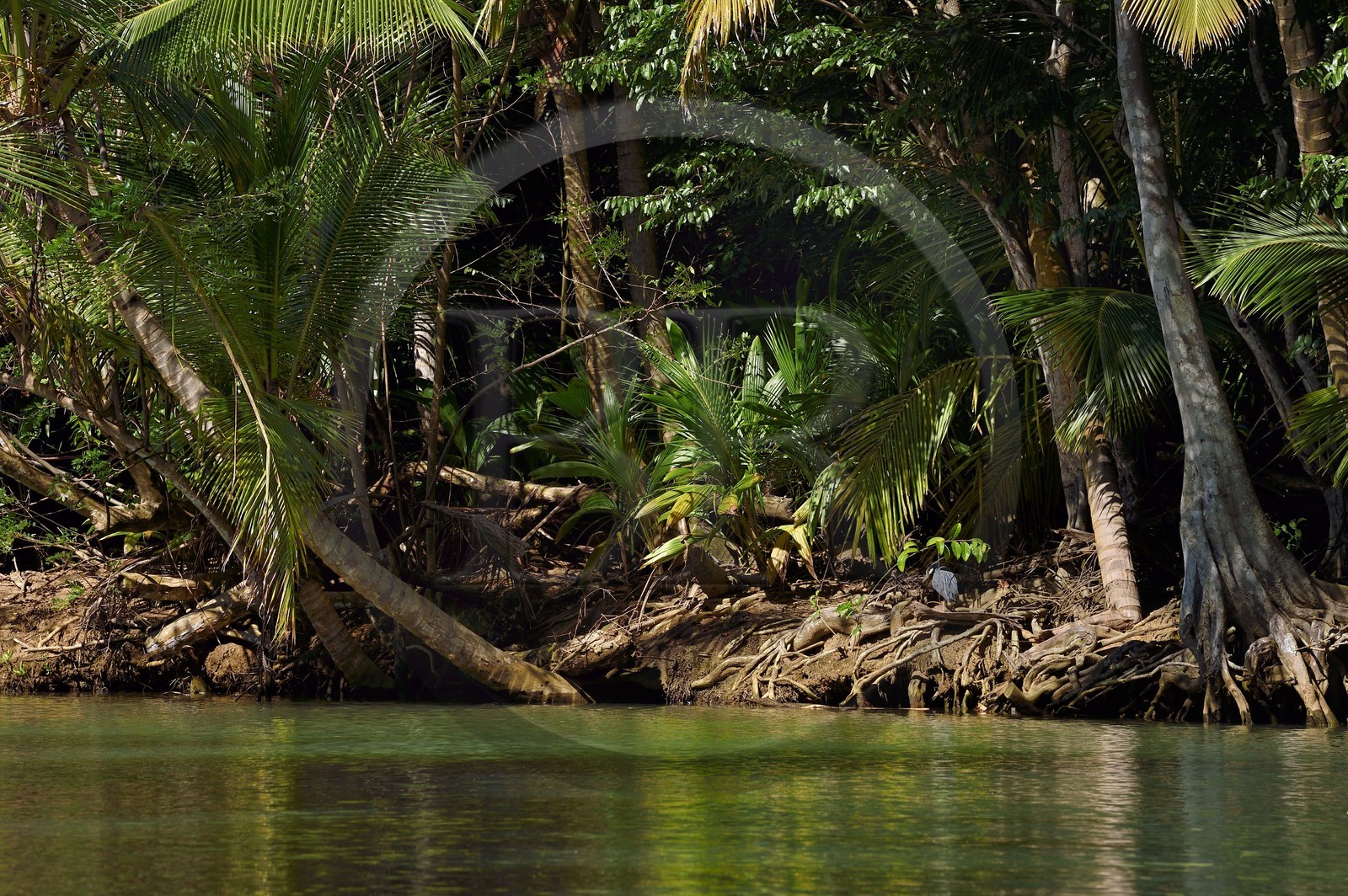 Caraïbes, Ile de la Dominique, Portsmouth, les rives de l'Indian River