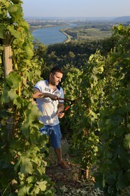 France, Loire, Parc Naturel Regional du Pilat (Natural Regional Park of Pilat), the domaine du Monteillet Stephane Montez, Stephane Montez in his vineyard overlooking the Rhone river