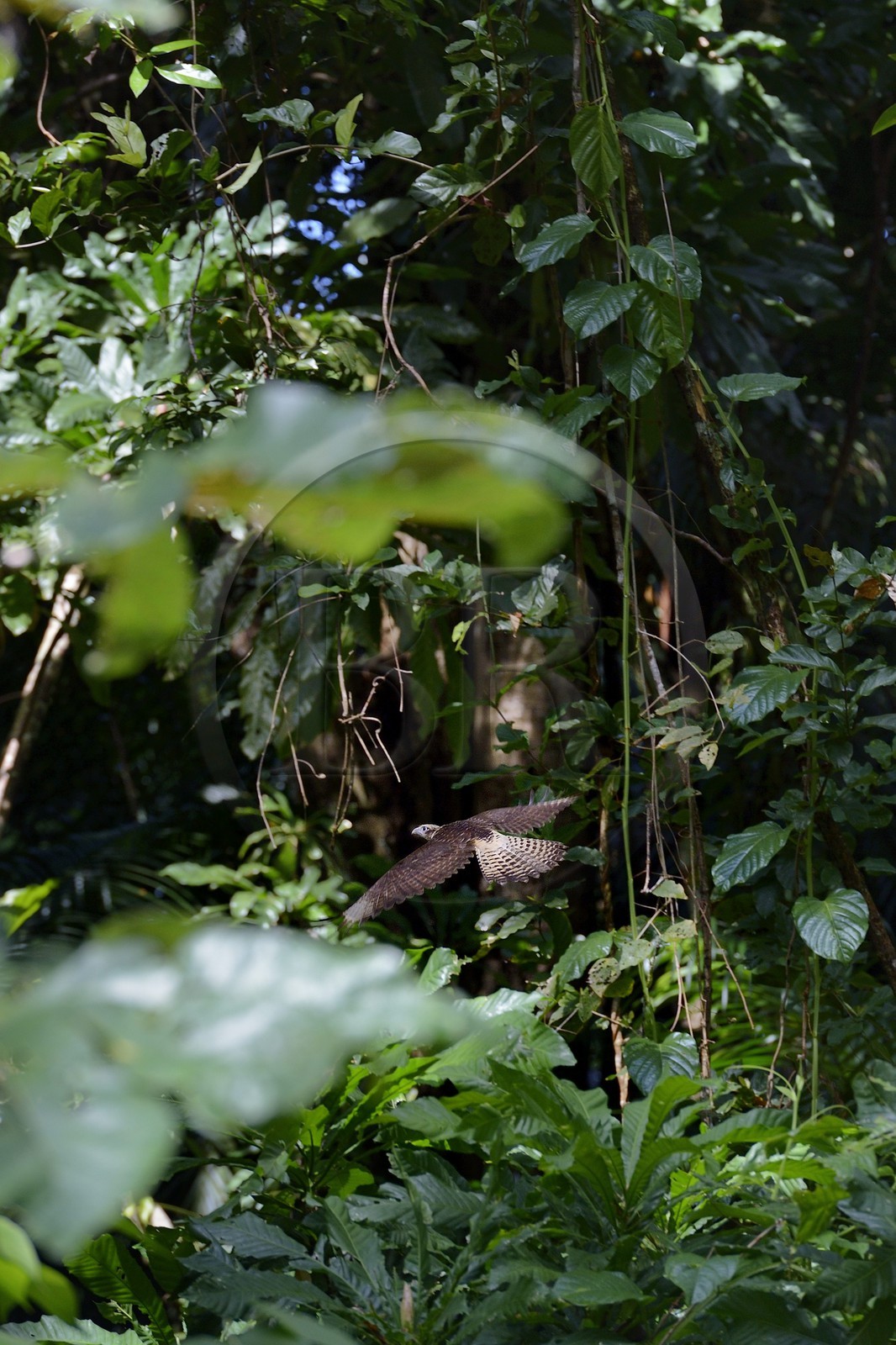 Panama, province de Chiriqui, Parc national marin du Golfe de Chiriqui, Isla Palenque, Heliconia (ou Balisier) dans la forêt tropicale