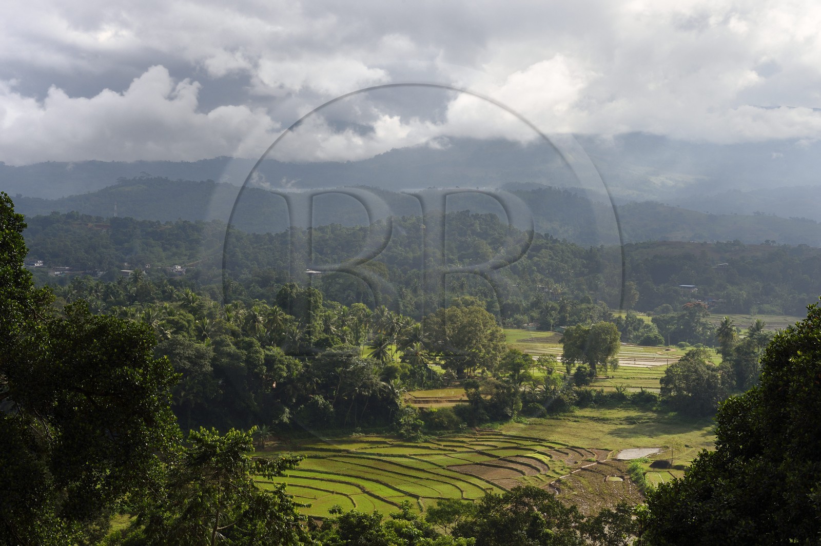 Sri Lanka, province du centre, district de Matale, rizières