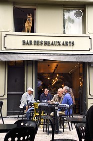 France, Puy-de-Dôme (63), Clermont-Ferrand, chien de Bar curieux et artiste