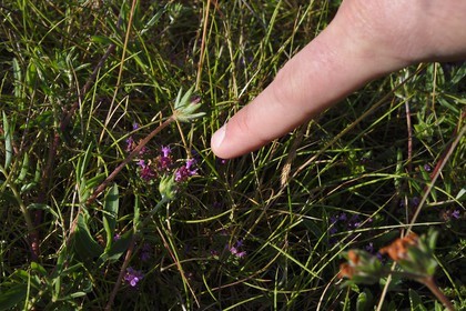 France, Dordogne, Regional Natural Park Périgord Limousin, Perigord Vert, La Rochebeaucourt-et-Argentine village area, Argentine plateau, wild thyme flower