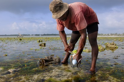 Tanzanie, archipel de Zanzibar, île de Unguja (Zanzibar), côte Sud-Est, Bwejuu, pêche à pied de poulpes sur le récif coralien à marée basse