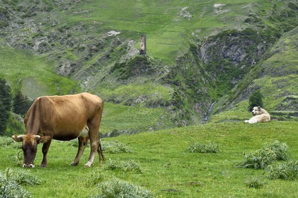 Géorgie, Kakheti, Parc national de Touchétie, vallée de la rivière Alazani dans les montagnes de Pirikiti, le chien Berger du Caucase est l'indispensable gardien de troupeaux