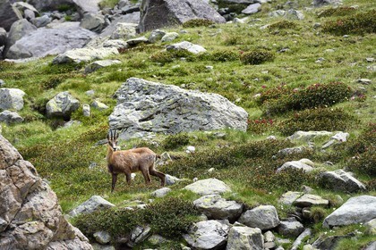 France, Alpes-Maritimes, parc national du Mercantour (Mercantour National Park), the Vallee des Merveilles (Valley of Wonders), chamois next to the Rock of the Altar